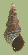 P. floridensis floridensis | photo