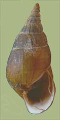 Pleurocera semicarinata semicarinata