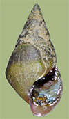 Pleurocera troostiana | photo