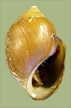 Pleurocera semicarinata obovata