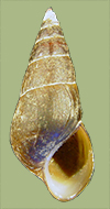 Pleurocera semicarinata semicarinata