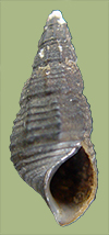 Pleurocera troostiana | photo