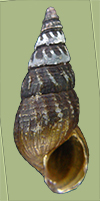 Pleurocera troostiana | photo