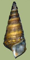 Pleurocera canaliculata | photo