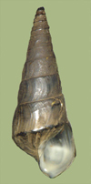 Pleurocera pyrenellum | photo