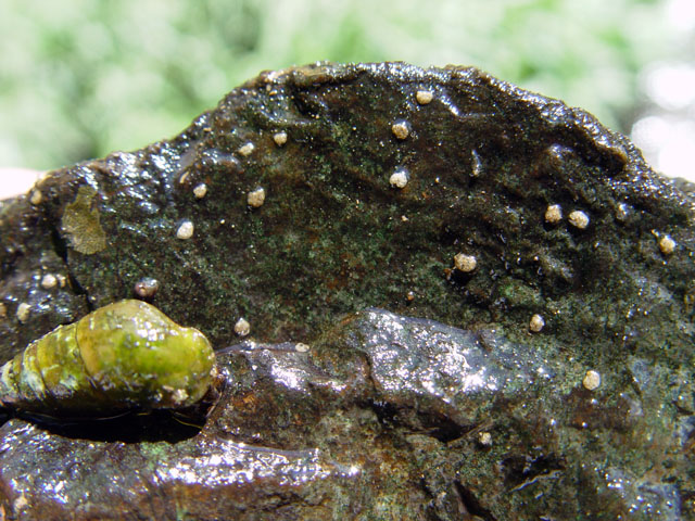 P. clavaeformis eggs