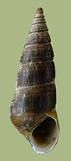 Pleurocera troostiana | photo