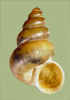 Pomatiopsis cincinnatiensis | photo