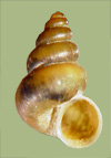 Pomatiopsis cincinnatiensis | photo