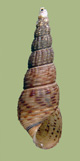 Melanoides tuberculata | photo