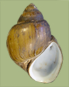 C decisum crassulum | photo