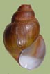 Campeloma decisum | photo