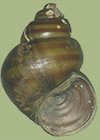 Viviparus georgianus | photo