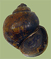Viviparus georgianus | photo
